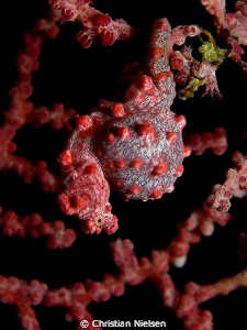 Very pregnant (male) Pigmy Seahorse. Found on Cannibal Ro... by Christian Nielsen 